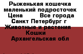 Рыженькая кошечка маленький подросточек › Цена ­ 10 - Все города, Санкт-Петербург г. Животные и растения » Кошки   . Архангельская обл.